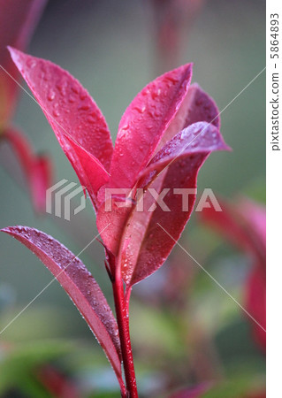 Red leaves 5864893