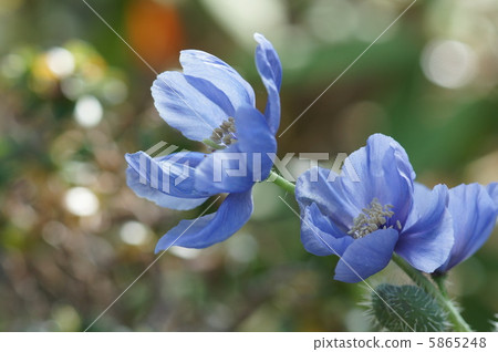 Mekonopsis·Holidaula 5865248