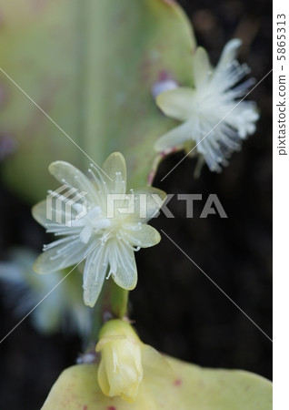 Lipsalis·羅布斯塔 5865313