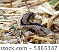 Alice wild bird's nest 5865387