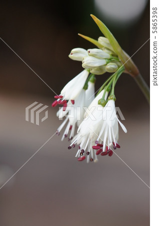 Stamaria Torunka Stamaria Torunka 5865398