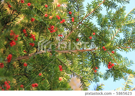 Yew fruit 5865623