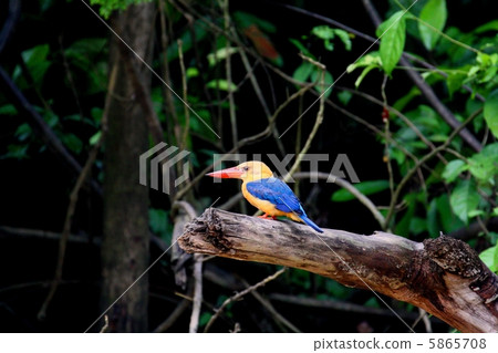 Stork-billed Kingfisher 5865708