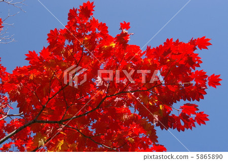 Autumn leaves of Nakajima Park (Momiji) Autumn leaves of Nakajima Park (Momiji) 5865890