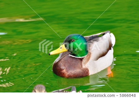 鴨 5866048