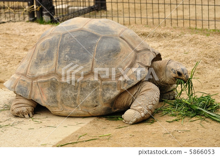 巨龜 巨龜 5866053