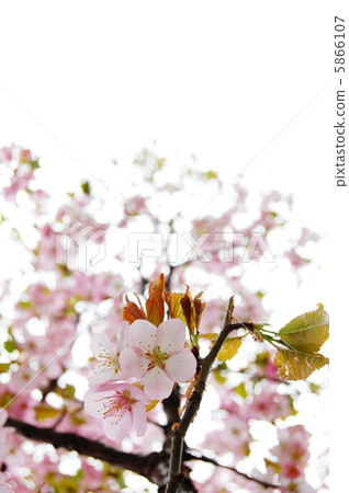 Cherry Blossoms Cherry Blossoms 5866107