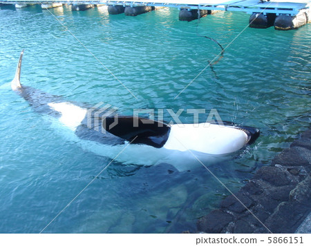 目的獵物 5866151