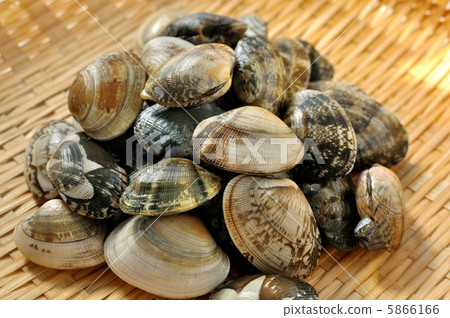 Fresh clams Fresh clams 5866166
