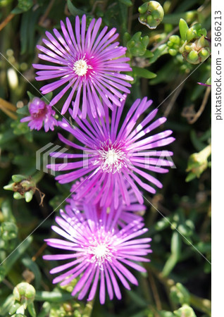 利文斯頓雛菊 5866213