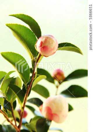 Tsubaki的萌芽 5866651