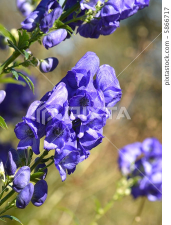 Torikabuto花 Torikabuto花 5866717