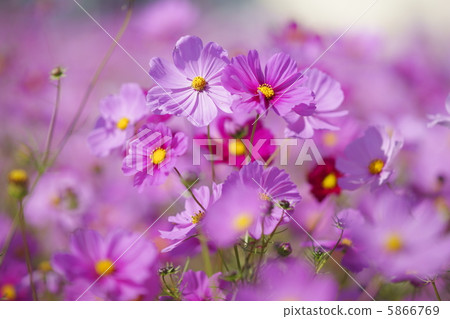 Cosmos sensation pink 5866769