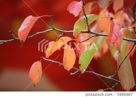 Autumn color 5866867
