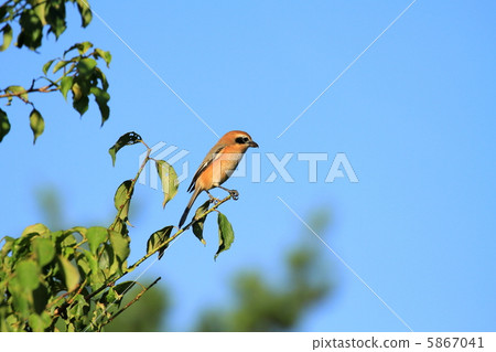 摩蘇〜男〜 5867041