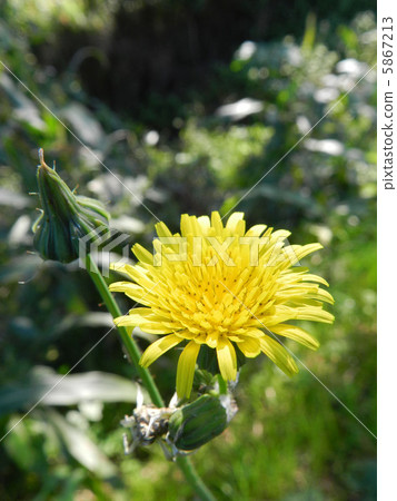 Oninoji (onimushi) 5867213