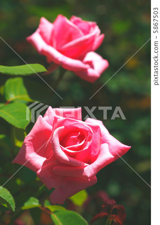 Rose carina Rose carina 5867503