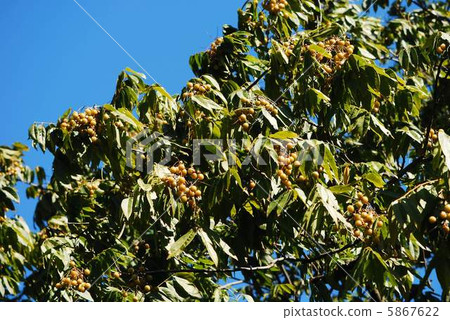 Mukuroji Mukuroji 5867622