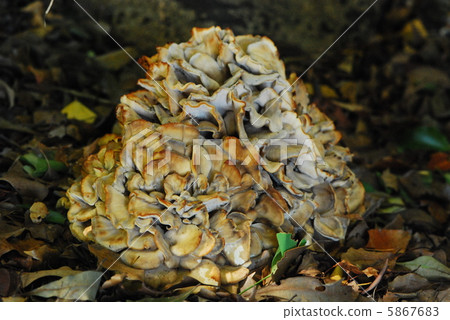 Maitake 5867683