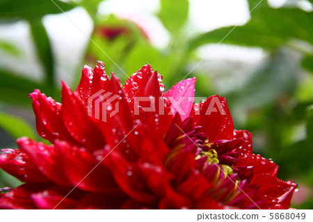 大麗花 大麗花 5868049