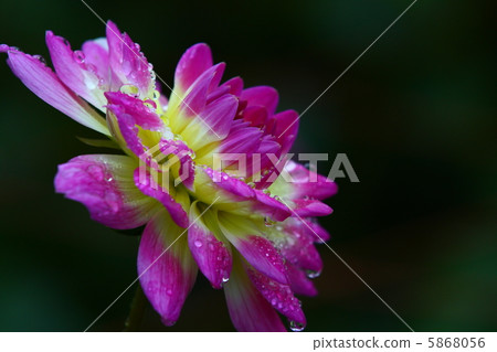 Dahlia Dahlia 5868056
