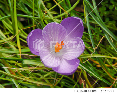 Crocus Crocus 5868074