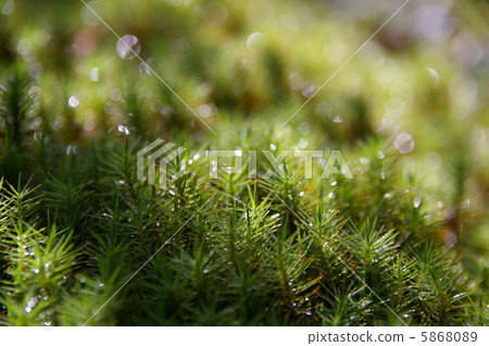 檜葉金發蘚 5868089