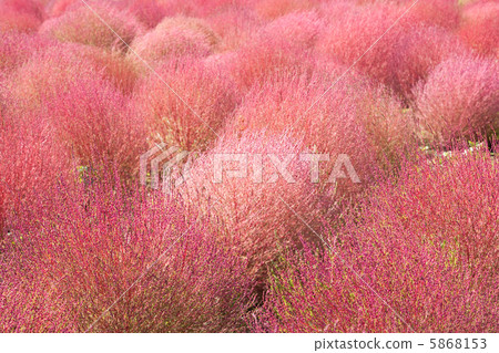 Kokia 5868153