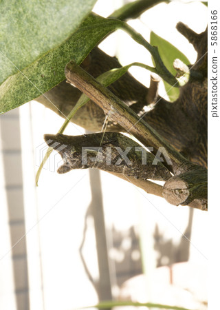 Swallowtail pupa of swallowtail Swallowtail pupa of swallowtail 5868166