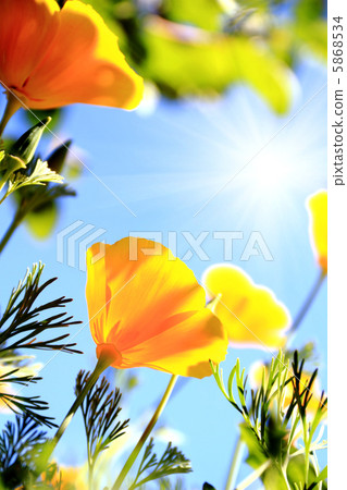 close up of california poppy flower 5868534