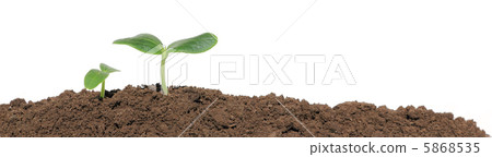 A cucumber seedling in the ground, isolated A cucumber seedling in the ground, isolated 5868535