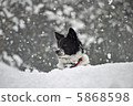 Snow and dog 5868598