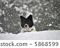 Snow and dog 5868599