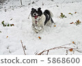Snow and dog 5868600