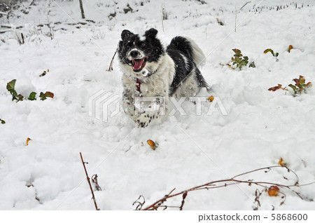 Snow and dog 5868600