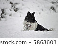 Snow and dog 5868601