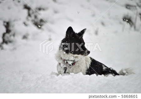 雪和狗 雪和狗 5868601