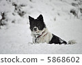Snow and dog 5868602