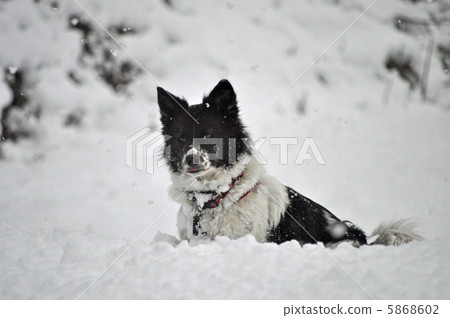 雪和狗 5868602