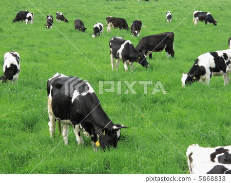 Cattle grazing Cattle grazing 5868838