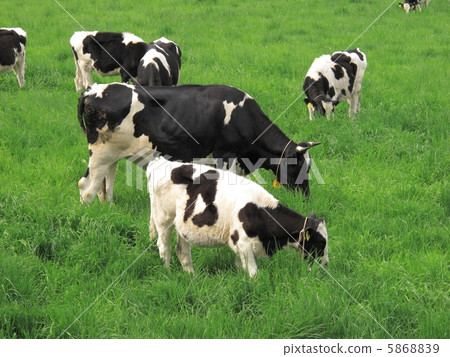 Cattle grazing and calf Cattle grazing and calf 5868839