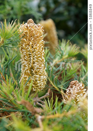 班克西亞 5868849