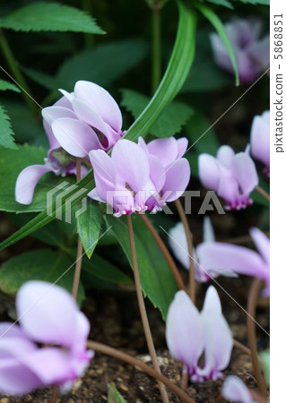 野生仙客來 野生仙客來 5868851