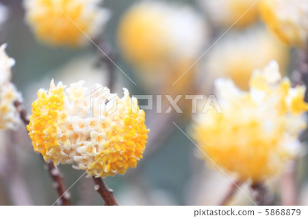 Mitsumata Mitsumata 5868879