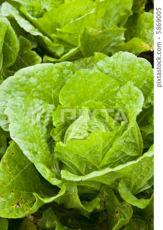 農民的白菜 5869005