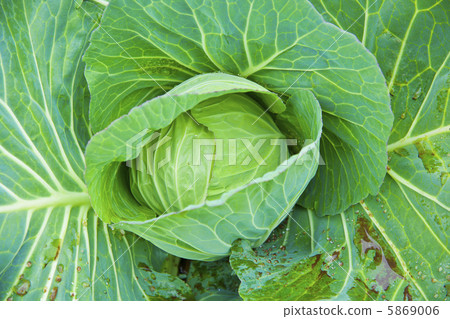 農民的白菜 5869006