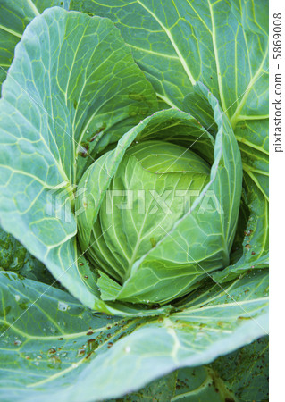 高原白菜 5869008