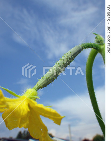 黃瓜 黃瓜 5869035