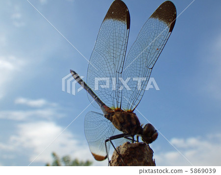 Blue sky and dragonfly silhouette 5869039