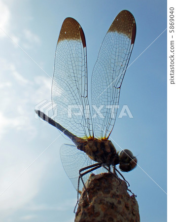 Blue sky and dragonfly silhouette 5869040